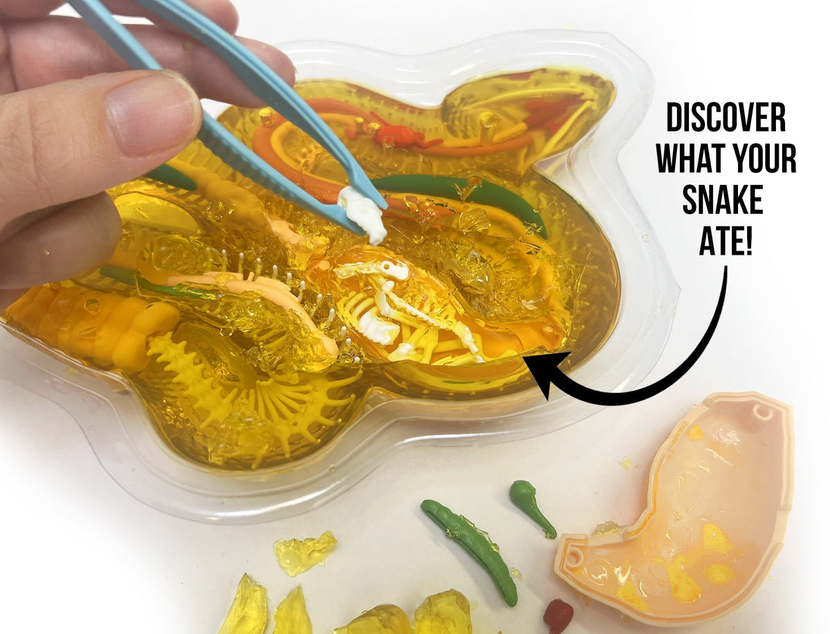 Dissect It Kit De Disección Serpiente Para Niños