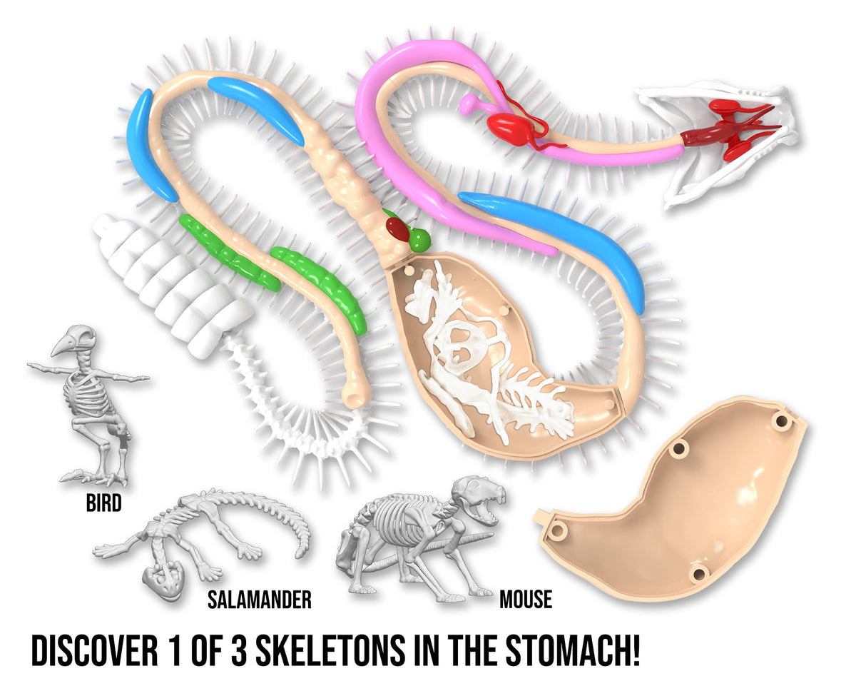 Dissect It Kit De Disección Serpiente Para Niños